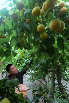 河北顺平:错季水果种植促农增收