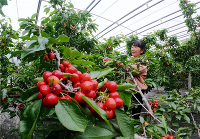 河北顺平:错季水果种植促农增收