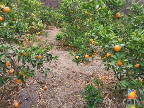 博白这个水果种植大镇,近百亩红橙迎来大丰收 不要门票任摘任吃 好玩到飞起