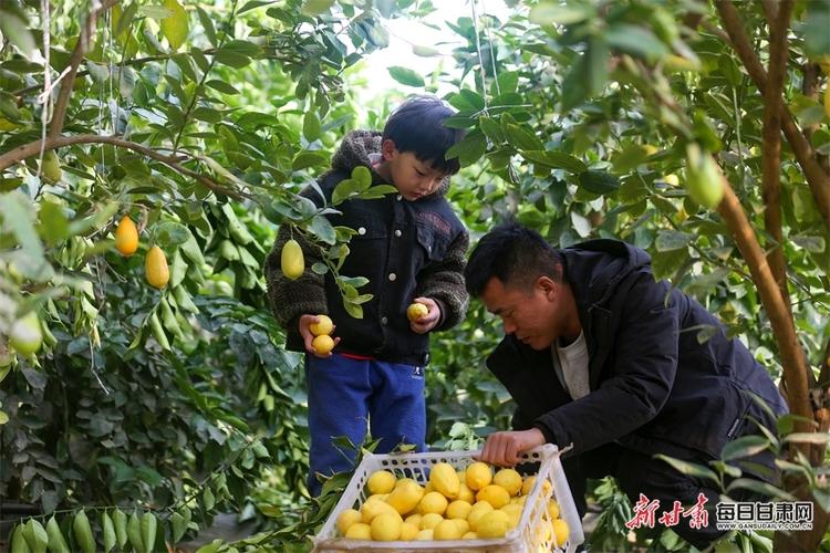 鼓励农户种植水蜜桃,无花果,火龙果,香水柠檬,青枣等特色水果,助力