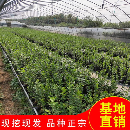 三种适合阳台庭院种植的果树香水柠檬 菲油果 脆皮金桔