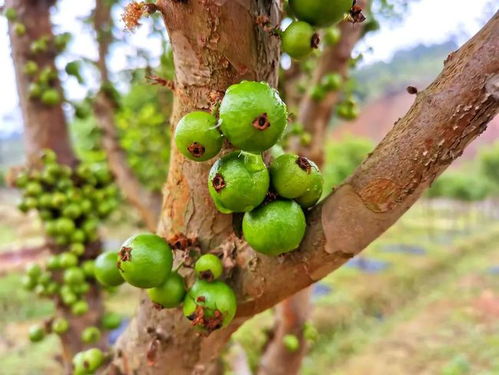 永宁新沙村成功种植热带水果嘉宝果